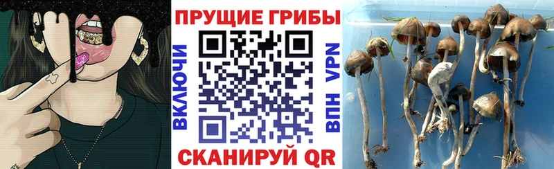 Галлюциногенные грибы MAGIC MUSHROOMS omg зеркало Екатеринбург